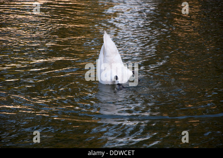 Al diving, Foto Stock