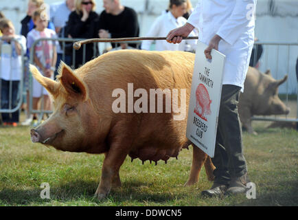 I suini presenti in mostra presso la contea di Dorset Show, Tamworth Club di allevatori, Gran Bretagna, Regno Unito Foto Stock