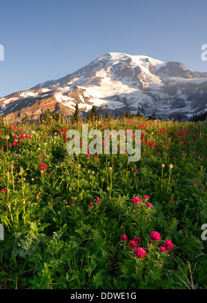 Fiori selvaggi e Washington membri Picco più alto Foto Stock