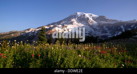 Fiori selvaggi e Washington membri Picco più alto Foto Stock