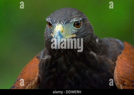Un falco di Harris. Foto Stock