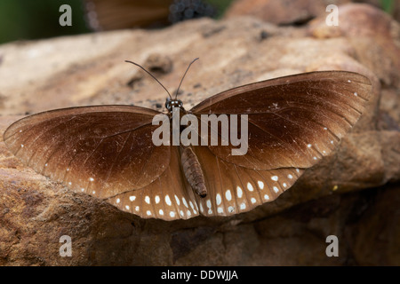 La lunga con marchio Corvo blu farfalla (Euploea algea). Foto Stock