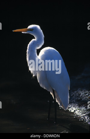 Airone bianco maggiore in Ding Darling National Wildlife Refuge Florida Foto Stock