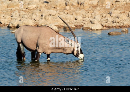 Antilope Gemsbok (Oryx gazella) acqua potabile, il Parco Nazionale di Etosha, Namibia Foto Stock