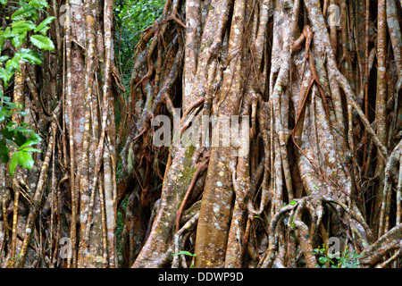 Cattedrale Fig, altopiano di Atherton, estremo Nord Queensland, Australia Foto Stock