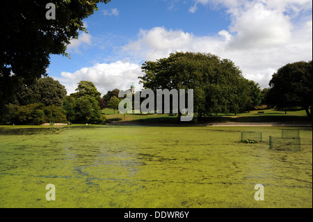 Le Alghe verdi copre il Queens Park pond causato dai lunghi periodi di caldo sole Foto Stock