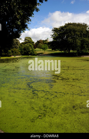 Le Alghe verdi copre il Queens Park pond causato dai lunghi periodi di caldo sole Foto Stock