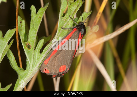 Il cinabro tarma Blutbär, Karminbär, Jakobskreuzkrautbär, Jakobskrautbär, Tyria jacobaeae, Hipocrita jacobaeae, Arctiidae Foto Stock