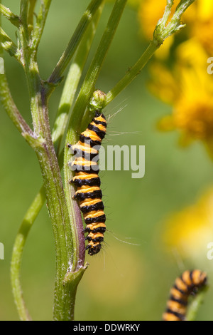 Il cinabro moth, Caterpillar, larve Blutbär, Karminbär, Jakobskrautbär, Raupen, Tyria jacobaeae, Hipocrita jacobaeae, Arctiidae Foto Stock