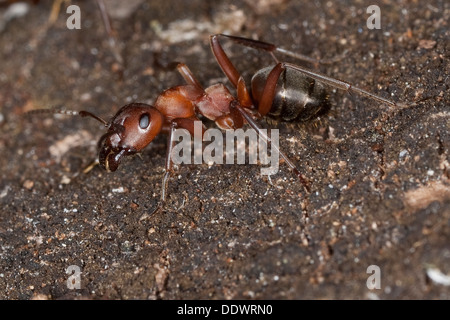 Rosso Sangue ant, slave-making ant, legno ant, Blutrote Raubameise, Blutrote Waldameise, Formica sanguinea, Raptiformica sanguinea Foto Stock