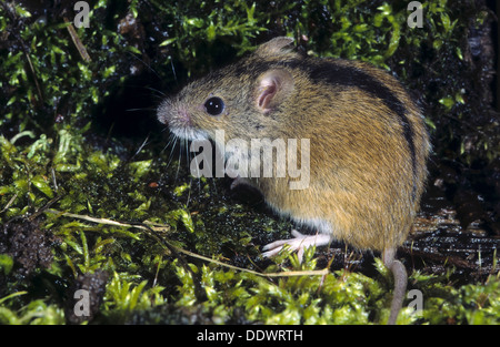 Del vecchio mondo il mouse sul campo, strisce campo mouse, Brandmaus, Brand-Maus, Maus, Apodemus agrarius, Mäuse, mouse, mouse Foto Stock