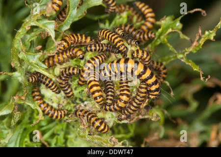 Il cinabro moth, Caterpillar, larve Blutbär, Karminbär, Jakobskrautbär, Raupen, Tyria jacobaeae, Hipocrita jacobaeae, Arctiidae Foto Stock