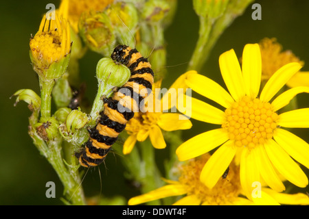 Il cinabro moth, Caterpillar, larve Blutbär, Karminbär, Jakobskrautbär, Raupen, Tyria jacobaeae, Hipocrita jacobaeae, Arctiidae Foto Stock