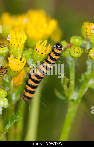 Il cinabro moth, Caterpillar, larve Blutbär, Karminbär, Jakobskrautbär, Raupen, Tyria jacobaeae, Hipocrita jacobaeae, Arctiidae Foto Stock