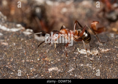 Rosso Sangue ant, slave-making ant, legno ant, Blutrote Raubameise, Blutrote Waldameise, Formica sanguinea, Raptiformica sanguinea Foto Stock