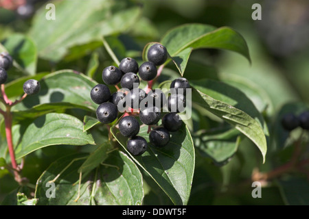 Sanguinella, Dogberry, frutta, Blutroter Hartriegel, Früchte, Cornus sanguinea, Cornouiller sanguin Foto Stock