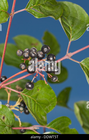 Sanguinella, Dogberry, frutta, Blutroter Hartriegel, Früchte, Cornus sanguinea, Cornouiller sanguin Foto Stock