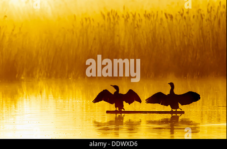 Cormorani che si asciugano le ali nel caldo sole di mattina Foto Stock