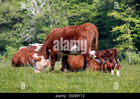 Vacche e vitelli al pascolo su Bornholm, Danimarca Foto Stock