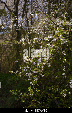 Prunus spinosa, prugnolo fiori, Wales, Regno Unito Foto Stock
