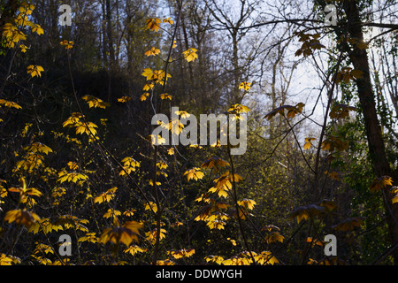 Nuovo retroilluminato con foglie di acero, Acer pseudoplantus in primavera, Wales, Regno Unito. Foto Stock