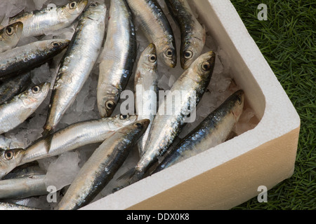 Sardine in scatola di polistirolo espanso Foto Stock