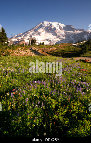 Fiori selvaggi e Washington membri Picco più alto Foto Stock