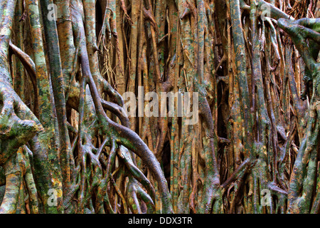 Cattedrale Fig, altopiano di Atherton, estremo Nord Queensland, Australia Foto Stock