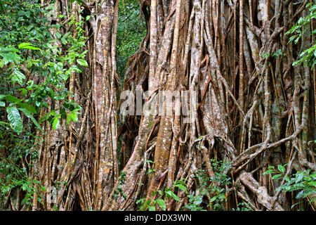 Cattedrale Fig, altopiano di Atherton, estremo Nord Queensland, Australia Foto Stock