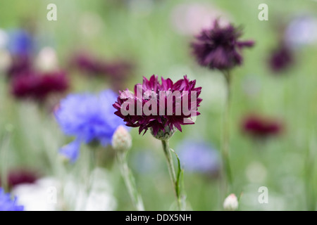 Centaurea cyanus. Cornflowers in un giardino di fiori selvaggi. Foto Stock