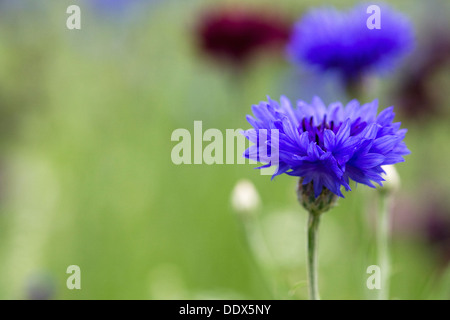 Centaurea cyanus. Cornflowers in un giardino di fiori selvaggi. Foto Stock