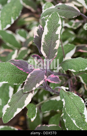 La Salvia officinalis tricolore. Close up della variegata di foglie di salvia. Foto Stock