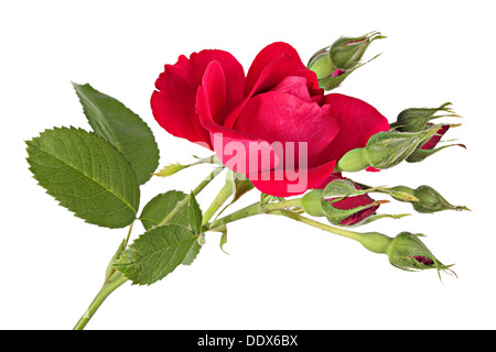 Fiori. Rosa rampicante isolato su uno sfondo bianco Foto Stock