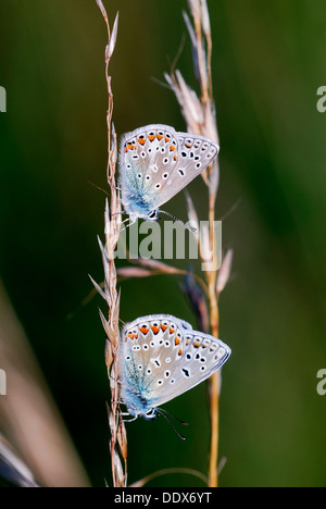 Due comuni farfalle blu a riposo su un gambo REGNO UNITO Foto Stock