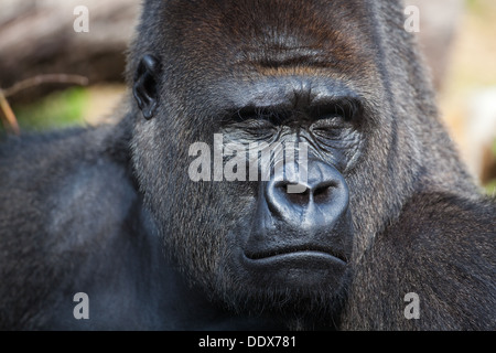 Pianura occidentale (Gorilla Gorilla gorilla gorilla). Maschio. Addormentato. Slumber. Durrell Wildlife Park, Jersey, Isole del Canale, UK. Foto Stock