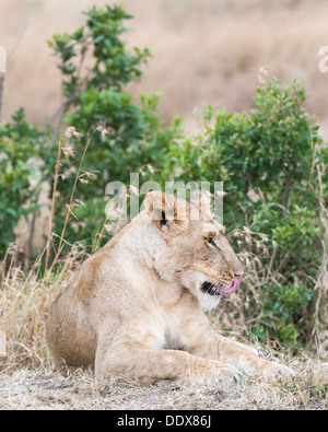 Leonessa africana leccare il suo naso durante il riposo in erba , Africa orientale Foto Stock