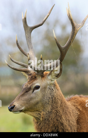 Ritratto di cervi selvatici in foresta Foto Stock