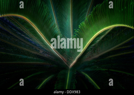 Close up di sago Palm Tahiti, Polinesia Francese Foto Stock