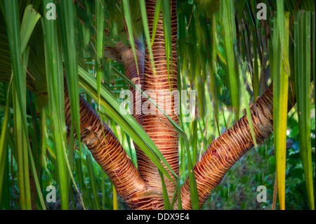 In prossimità di corteccia in Pandanus Tree. Bora Bora. Polinesia francese. Foto Stock