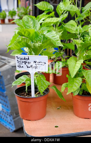 Come parte di Kingston Food Festival, i concorrenti la linea fino a prendere parte alla sfida di peperoncino Foto Stock