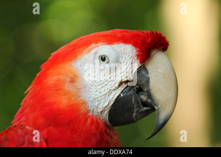 Scarlet Macaw close up Foto Stock
