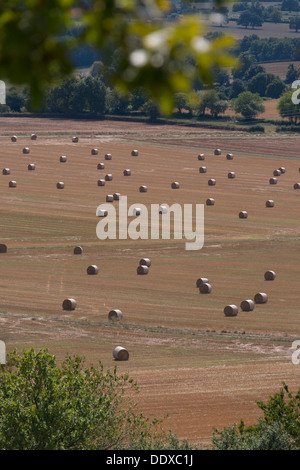 Arrotolate il fieno nei campi, Arthel nella regione della Borgogna, Francia Foto Stock