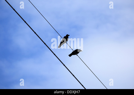 I corvi su linee di trasmissione e cielo Foto Stock