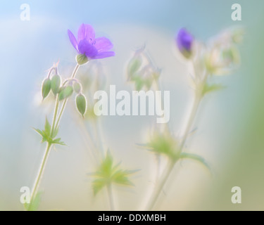 Geranium sylvaticum, soft focus Foto Stock