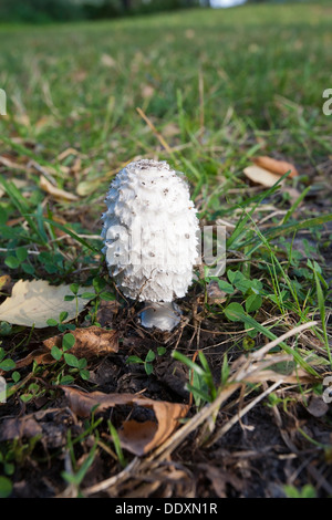 Coprinus comatus, shaggy inchiostro tappo a fungo, Finlandia Europa Foto Stock