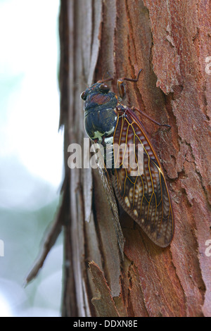 Cicala su una struttura ad albero Foto Stock