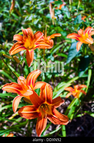 Tiger Lily gigli (Lilium columbianum) Foto Stock