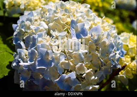 Bigleaf Hydrangea o Francese Hydrangea blossom (Hydrangea macrophylla) Foto Stock