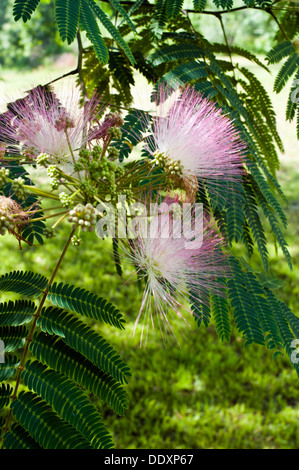 La Mimosa Tree (Albizia julibrissin) fiorisce in estate Foto Stock