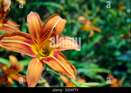 Tiger lily (lilium columbianum) Foto Stock